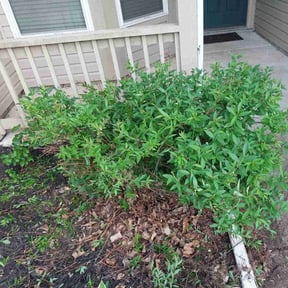 Bush Trimming by Dynamic.Organics reviewed on November 11, 2022