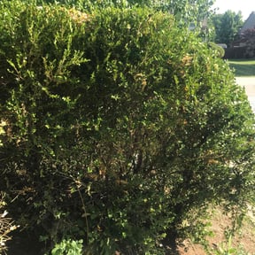 Bush Trimming by JD Inc. reviewed on February 7, 2025
