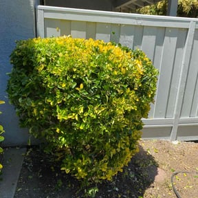 Bush Trimming by REAMSLAWNCARE LLC reviewed on June 2, 2022
