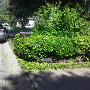 Bush Trimming by Caesar’s Premier Landscaping reviewed on November 8, 2021