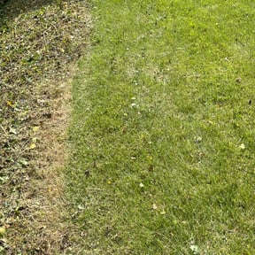 Weeding by Lawns 4 Less reviewed on November 18, 2024