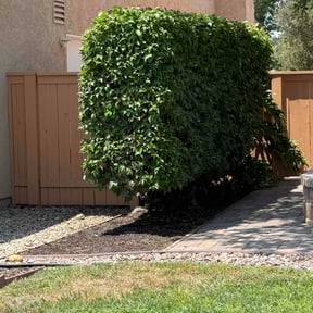 Bush Trimming by LSLTDallas/FortWorthTruGreen reviewed on June 25, 2025