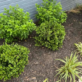 Flower Bed Weeding by Cornerstone landscape & design reviewed on October 13, 2022