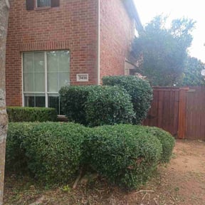 Bush Trimming by Beauty of Nature lawncare reviewed on April 24, 2022