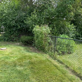 Bush Trimming by Murray's Irish eyes lawn service reviewed on May 22, 2022