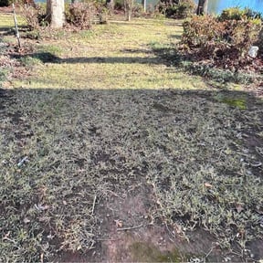 Leaf Removal by Dutch Fork Lawn Care reviewed on September 3, 2024