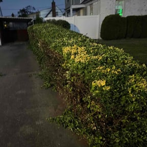 Bush Trimming by Hettie Mae Residential Services llc reviewed on June 11, 2022
