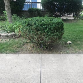 Bush Trimming by 3D GARDEN DESIGN and lawn care reviewed on November 13, 2024