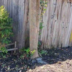 Bush Trimming by Ceo Bailey reviewed on July 15, 2022