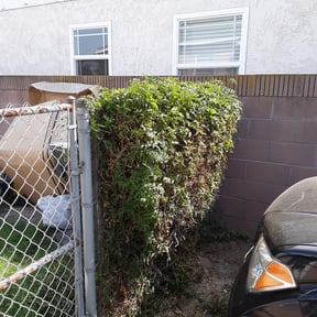 Bush Trimming by Kings cuts reviewed on May 17, 2022