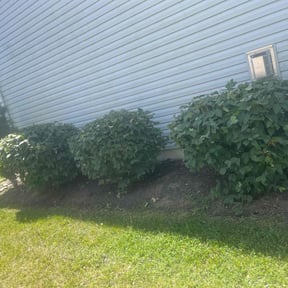 Bush Trimming by J&amp;L 365 Yard Maintenance and Landscaping LLC reviewed on June 8, 2022