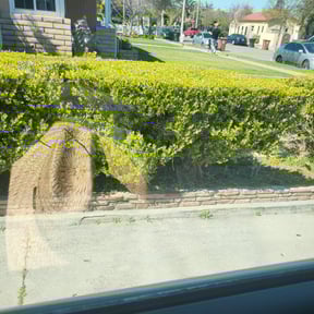 Bush Trimming by Davis Property Maintenance reviewed on June 13, 2022