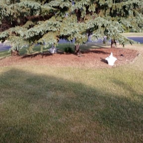 Bush Trimming by Tidewater Lawn Solutions, LLC reviewed on June 7, 2022