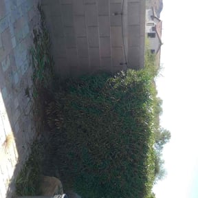 Bush Trimming by Gomez Property Maintenance reviewed on June 17, 2021