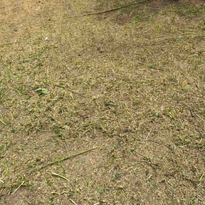 Cleanups by Lanning road farms LLC reviewed on November 10, 2023