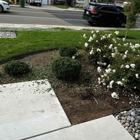 Bush Trimming by Chris &amp; Tony Lawntastic service LLC reviewed on September 21, 2024