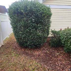 Bush Trimming by Michelangelo's reviewed on April 14, 2022