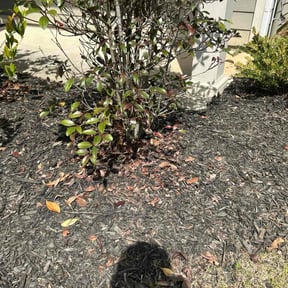 Flower Bed Weeding by D&k Taylor lawn care reviewed on July 21, 2022