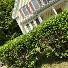 Bush Trimming by First Choice Landscaping of St Augustine reviewed on June 1, 2022