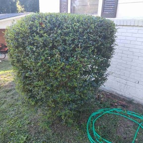 Bush Trimming by HaroldsLawnCareServies2022 reviewed on July 1, 2022