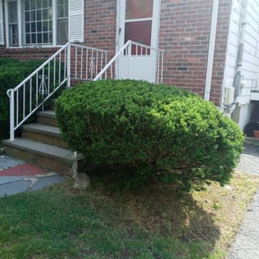 Bush Trimming by Hargett lawn services reviewed on April 26, 2022