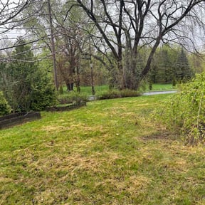 Leaf Removal by Monique's Quality Services reviewed on May 13, 2022