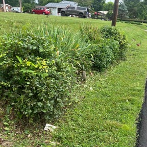 Bush Trimming by Lindsay’s lawncare reviewed on June 17, 2024
