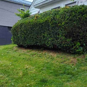 Bush Trimming by Bellas custom landscaping reviewed on April 21, 2025