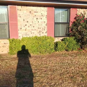 Bush Trimming by Ortega lawn services LL reviewed on May 24, 2022
