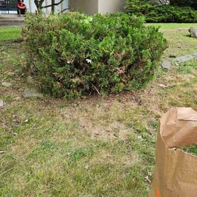 Bush Trimming by Michalak Lawn Care reviewed on October 14, 2020