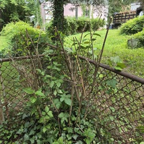 Bush Trimming by HHS, LLC reviewed on July 29, 2025