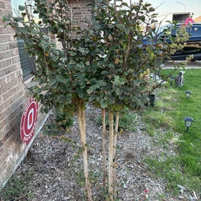 Bush Trimming by TruGreen LawnCare reviewed on November 8, 2024