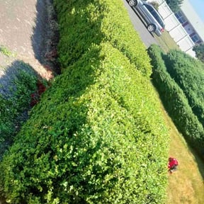 Bush Trimming by D &amp; A services reviewed on November 9, 2021