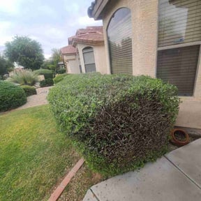 Bush Trimming by RTH Lawn Service & Landscaping LLC reviewed on March 17, 2023