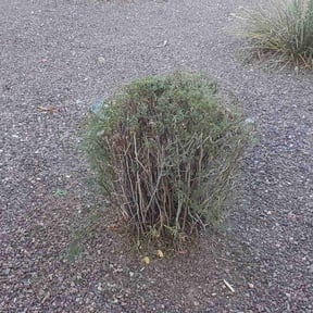Bush Trimming by Helping hands services reviewed on March 19, 2023