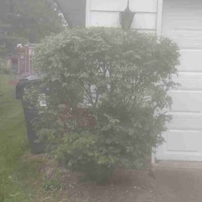 Bush Trimming by Mitchell's Home Solutions reviewed on May 25, 2025