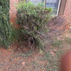 Weeding by MCC Property Preservationr reviewed on July 27, 2022