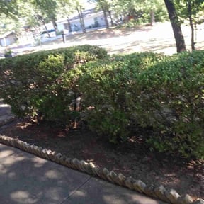 Bush Trimming by UnlimitedGroundCare. reviewed on August 1, 2024