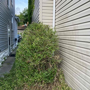 Cleanups by Lawns 4 Less reviewed on June 10, 2025