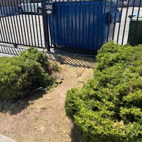 Bush Trimming by Rc lawn care Service reviewed on June 9, 2022