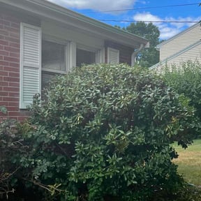 Bush Trimming by Beautiful brick paving reviewed on August 19, 2021