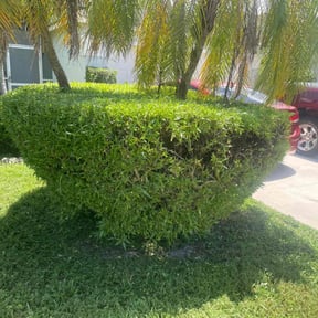 Bush Trimming by LSLTDallas/FortWorthTruGreen reviewed on June 4, 2025