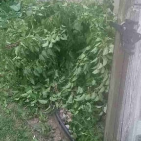 Cleanups by Elogantlawn, llc reviewed on July 4, 2025