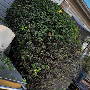 Bush Trimming by HLC Management reviewed on May 6, 2022