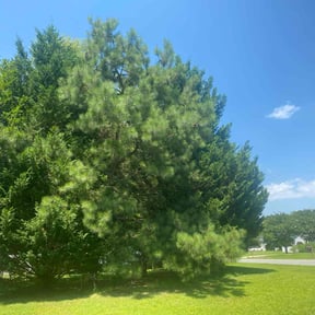 Bush Trimming by Beaming Things Lawn Cutting reviewed on June 24, 2022