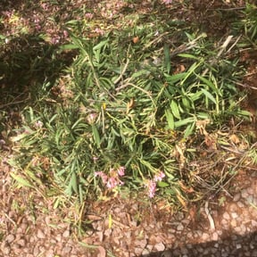Bush Trimming by Jtdps lawn services reviewed on May 3, 2022