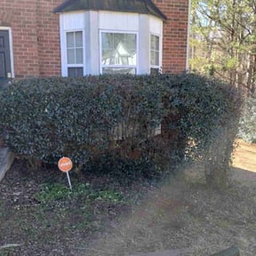 Bush Trimming by Green Pride Landscape Maintenance LLC reviewed on July 4, 2022