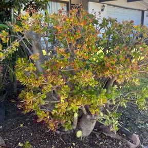 Bush Trimming by Forever Green FG LLC reviewed on April 11, 2025