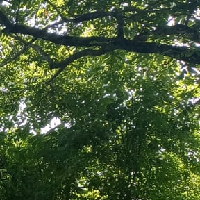 Bush Trimming by Meaux Dat LLC reviewed on April 19, 2025
