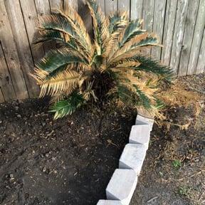 Bush Trimming by Wyatt&#039;s Lawn Care /Bad MowFos reviewed on May 7, 2025